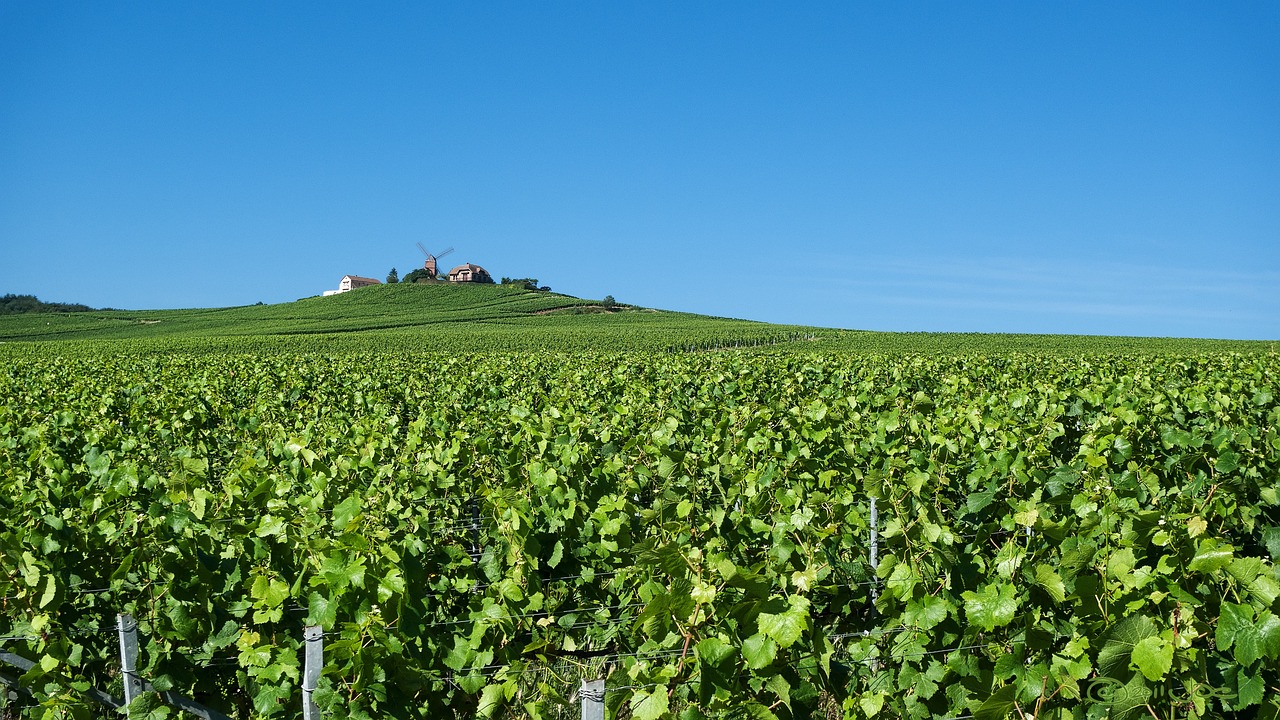 Terroir Champagne